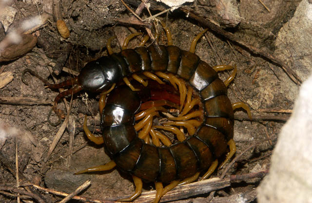 Scolopendra cingulata - Copyright Hugues Mouret